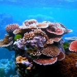 Coral outcrop on Flynn Reef