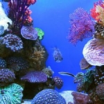 aquarium-919850-m